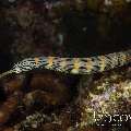 Networked Pipefish (Corythoichthys Flavofasciatus)