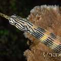 Networked Pipefish (Corythoichthys flavofasciatus), photo taken in Indonesia, North Sulawesi, Lembeh Strait, Sea Grass