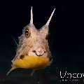 Longhorn Cowfish (Lactoria cornuta)