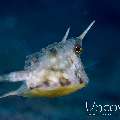 Longhorn Cowfish (Lactoria Cornuta)