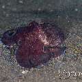 Coconut Octopus (Amphioctopus Marginatus)