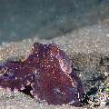 Coconut Octopus (Amphioctopus Marginatus)