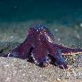 Coconut Octopus (Amphioctopus Marginatus)