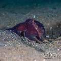 Coconut Octopus (Amphioctopus Marginatus)