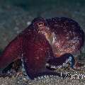 Coconut Octopus (Amphioctopus Marginatus)