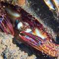 Ridged swimming crab (Charybdis natator)