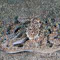 Long Arm Octopus (Abdopus sp.), photo taken in Indonesia, North Sulawesi, Lembeh Strait, Rojos