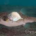 Longnose Trevally (Carangoides chrysophrys), White-Spotted Puffer (Arothron hispidus)
