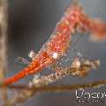 Ocellated tozeuma shrimp (Tozeuma lanceolatum)