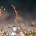 Ocellated Tozeuma Shrimp (Tozeuma Lanceolatum)