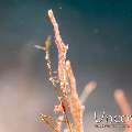 Ocellated tozeuma shrimp (Tozeuma lanceolatum), photo taken in Indonesia, North Sulawesi, Lembeh Strait, Pante Parigi 1
