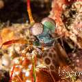 Peacock Mantis Shrimp (Odontodactylus Scyllarus)