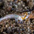 Orange-black Dragonet (Dactylopus Kuiteri)