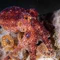 Mototi Octopus (Octopus mototi), photo taken in Indonesia, North Sulawesi, Lembeh Strait, Pante Parigi 1