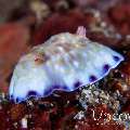 Nudibranch, photo taken in Indonesia, North Sulawesi, Lembeh Strait, Pante Parigi 1