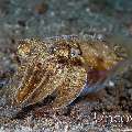 Broadclub Cuttlefish (Sepia Latimanus)