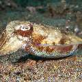 Broadclub cuttlefish (Sepia latimanus), photo taken in Indonesia, North Sulawesi, Lembeh Strait, Pante Parigi 1
