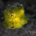 Yellow Boxfish (Ostracion Cubicus)