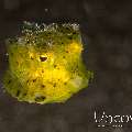 Yellow Boxfish (Ostracion Cubicus)