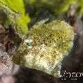 , photo taken in Indonesia, North Sulawesi, Lembeh Strait, Aer Bajo 1