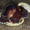 Coconut Octopus (Amphioctopus Marginatus)