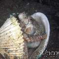 Coconut Octopus (Amphioctopus Marginatus)