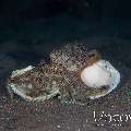 Coconut Octopus (Amphioctopus Marginatus)