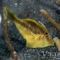 Filefish, photo taken in Indonesia, North Sulawesi, Lembeh Strait, Aer Bajo 1