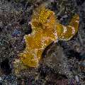 Nudibranch