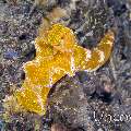 Nudibranch, photo taken in Indonesia, North Sulawesi, Lembeh Strait, Slow Poke
