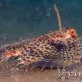 Oriental Flying Gournard (Dactyloptena Orientalis)