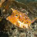 Thornback Cowfish (Lactoria fomasini), photo taken in Indonesia, North Sulawesi, Lembeh Strait, Slow Poke