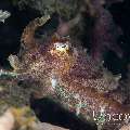 Broadclub cuttlefish (Sepia latimanus), photo taken in Indonesia, North Sulawesi, Lembeh Strait, Slow Poke