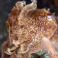 , photo taken in Indonesia, North Sulawesi, Lembeh Strait, Slow Poke