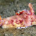 Emperor Shrimp (Periclimenes imperator), Nudibranch, photo taken in Indonesia, North Sulawesi, Lembeh Strait, Slow Poke