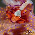 Emperor Shrimp (Periclimenes Imperator)