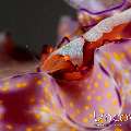 Emperor Shrimp (Periclimenes imperator), Nudibranch, photo taken in Indonesia, North Sulawesi, Lembeh Strait, Slow Poke