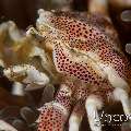 Spotted porcelain crab (Neopetrolisthes maculatus), photo taken in Indonesia, North Sulawesi, Lembeh Strait, Slow Poke