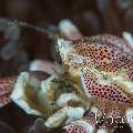 Spotted porcelain crab (Neopetrolisthes maculatus), photo taken in Indonesia, North Sulawesi, Lembeh Strait, Slow Poke