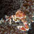 Spotted porcelain crab (Neopetrolisthes maculatus), photo taken in Indonesia, North Sulawesi, Lembeh Strait, Slow Poke