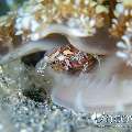 , photo taken in Indonesia, North Sulawesi, Lembeh Strait, Slow Poke