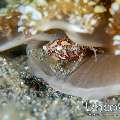 Harlequin Swimmer Crab (Lissocarcinus laevis), Upside Down Jellyfish (Cassiopea), photo taken in Indonesia, North Sulawesi, Lembeh Strait, Slow Poke