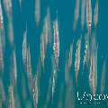 Grooved razorfish (Centriscus scutatus), photo taken in Indonesia, North Sulawesi, Lembeh Strait, Slow Poke