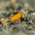 Sponge isopod (Santia sp.), photo taken in Indonesia, North Sulawesi, Lembeh Strait, TK 2