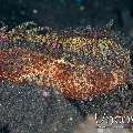 , photo taken in Indonesia, North Sulawesi, Lembeh Strait, TK 2