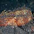 , photo taken in Indonesia, North Sulawesi, Lembeh Strait, TK 2