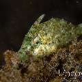 , photo taken in Indonesia, North Sulawesi, Lembeh Strait, TK 2