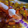 Emperor Shrimp (Periclimenes imperator), Nudibranch, photo taken in Indonesia, North Sulawesi, Lembeh Strait, TK 2