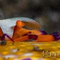 Emperor Shrimp (Periclimenes Imperator)