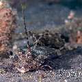 Fingered Dragonet (Dactylopus Dactylopus)